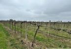 Reality Krásny vinohrad na veľkom pozemku vo vinohradníckej oblasti v obci Strekov