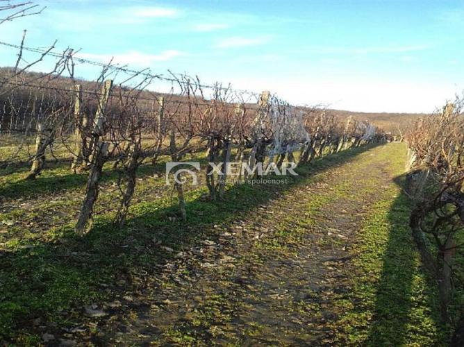 Reality Vinica - kolíska vína v Hontianskych Nemciach