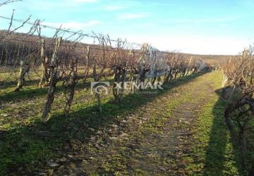 Reality Vinica - kolíska vína v Hontianskych Nemciach