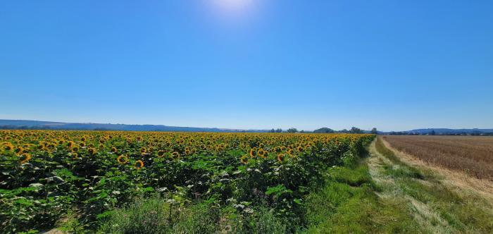 Reality Exkluzívne PNORF –  orná pôda, 69 000 m2, šírka 155 m, H. Zelenice okr. Hlohovec