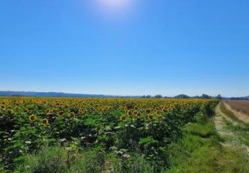 Reality Exkluzívne PNORF –  orná pôda, 69 000 m2, šírka 155 m, H. Zelenice okr. Hlohovec