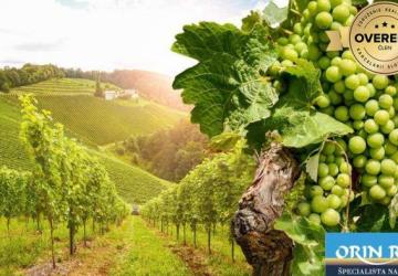 Reality VINOHRAD  - STARÁ HORA