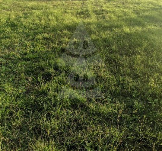 Reality Stavebný na rodinný dom, Komárno, Alžbetínsky ostrov