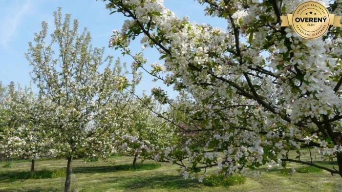 Reality Kúpime pôdu, záhradu, vinohrad v okrese Pezinok.
