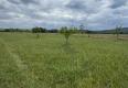 Reality Na predaj Ovocný sad s rozlohou 11.000m2 pri Modre-Vištuk